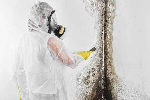 Best HVAC Mold Remediation in Nevada City, CA