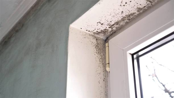 Best Localized Mold Remediation (e.g., coastal areas, humid climates) in Nevada City, CA