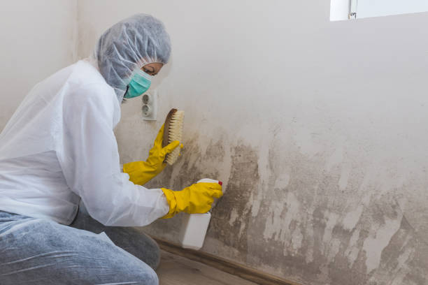 Best Basement Mold Remediation in Nevada City, CA