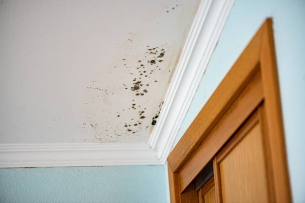 Best Emergency Mold Remediation in Nevada City, CA