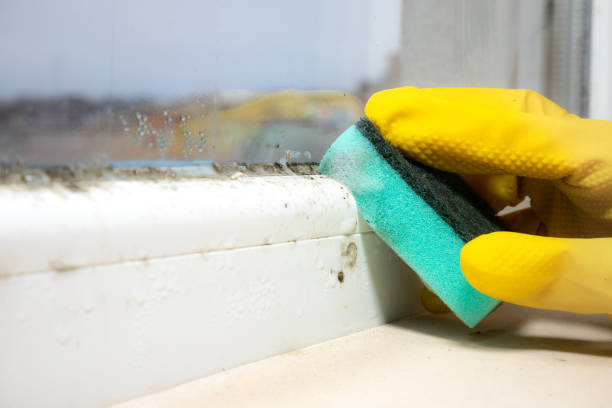 Best Residential Mold Remediation in Nevada City, CA