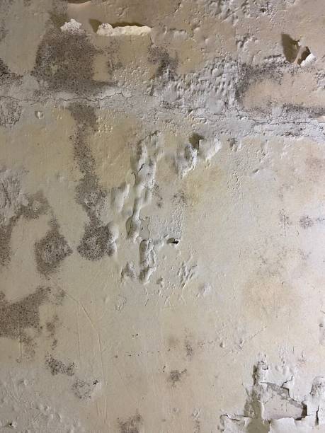 Best Mold Remediation for Schools in Nevada City, CA