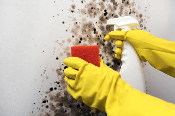 Best Industrial Mold Remediation in Nevada City, CA