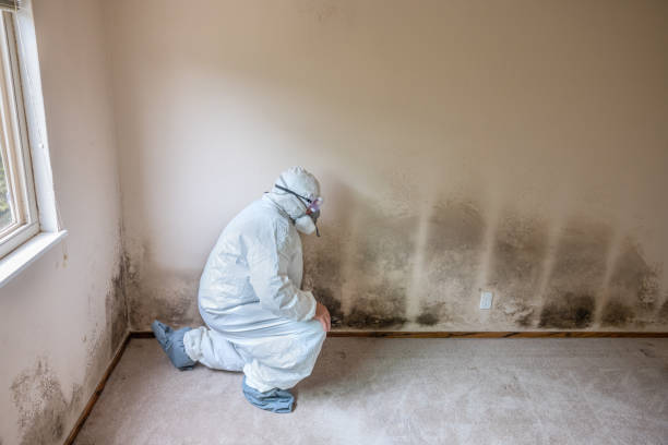Best Mold Testing and Inspection Services in Nevada City, CA