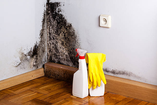 Best Post-Remediation Services in Nevada City, CA