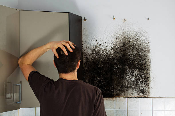 Best Insurance-Related Mold Remediation in Nevada City, CA
