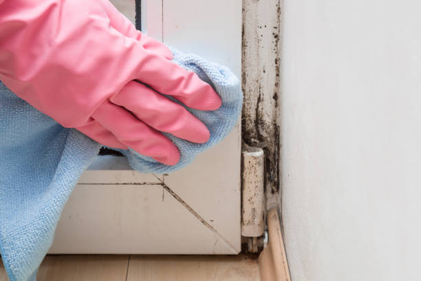 Best Mold Remediation for Specific Building Types in Nevada City, CA