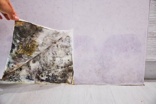 Best Post-Flood Mold Remediation in Nevada City, CA